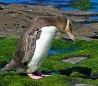 Yellow-Eyed Penguin